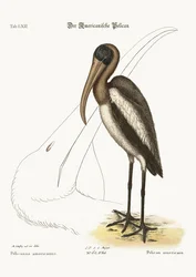The Wood Pelican, 1749-73